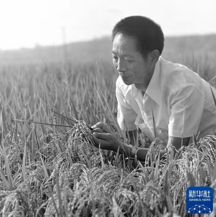 袁隆平（1930.9.7－2021.5.22），江西德安人，中国工程院院士，享誉