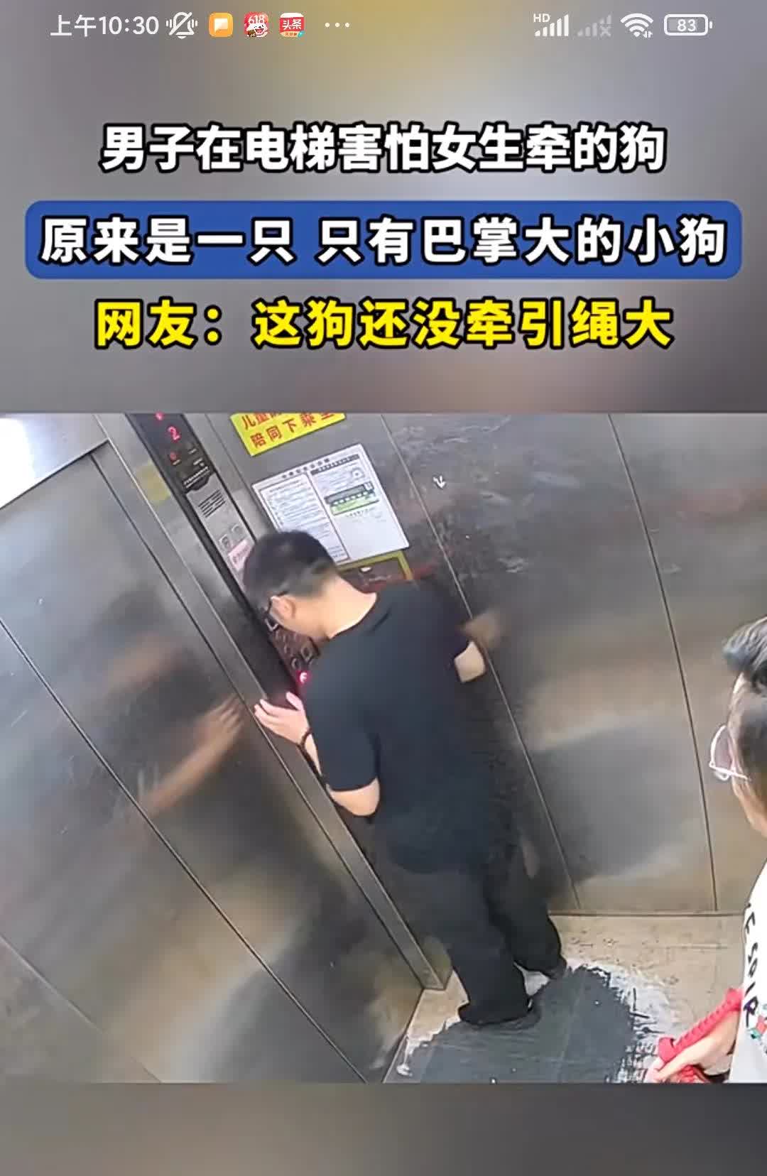 男子在电梯害怕女生牵的狗，原来是一只只有巴掌大的小狗。不是我就纳闷了牵