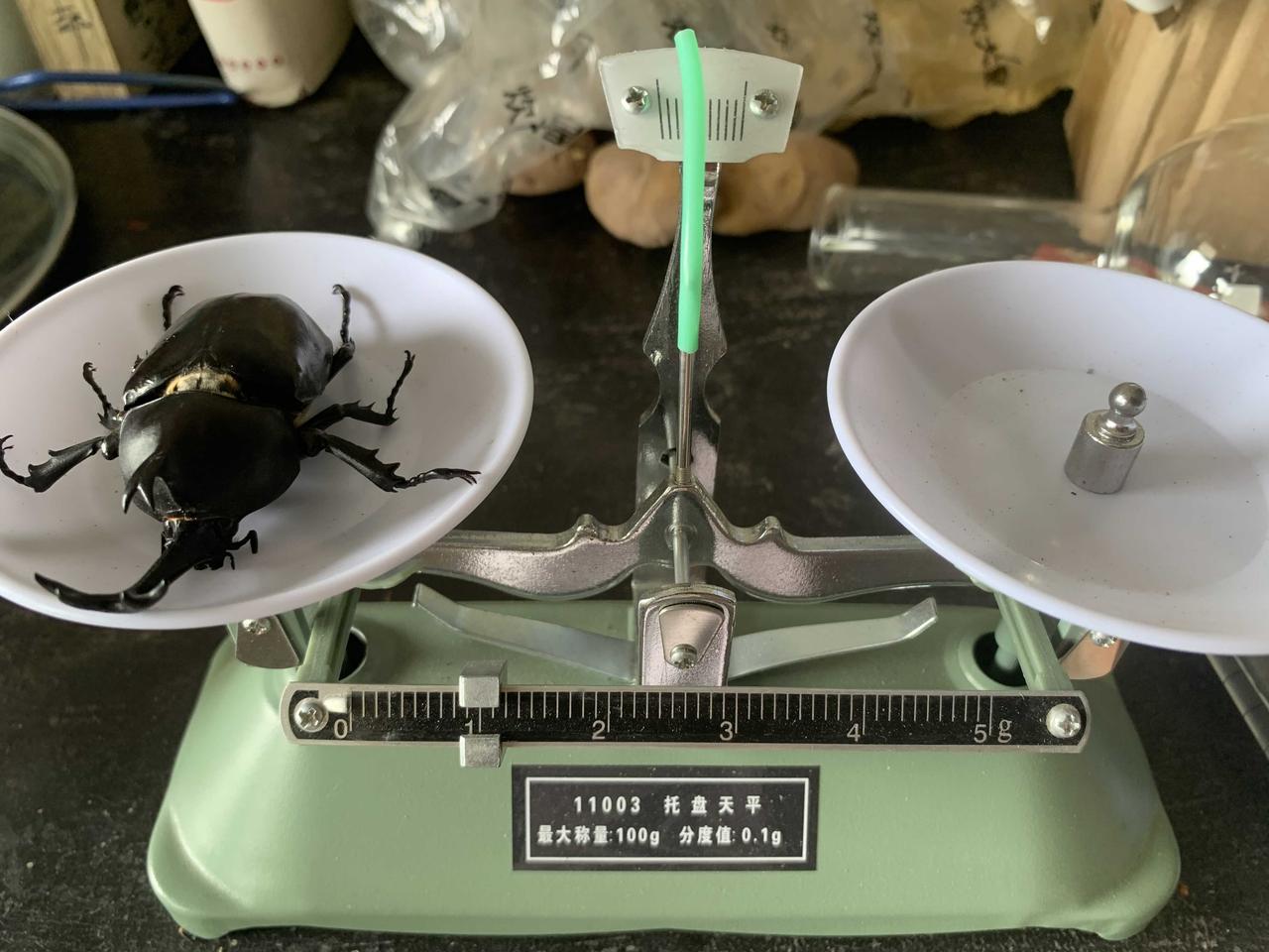 这是雄性独角仙，学名双叉犀金龟，也常被称为兜虫，幼虫还有鸡母虫的俗称。关于它的