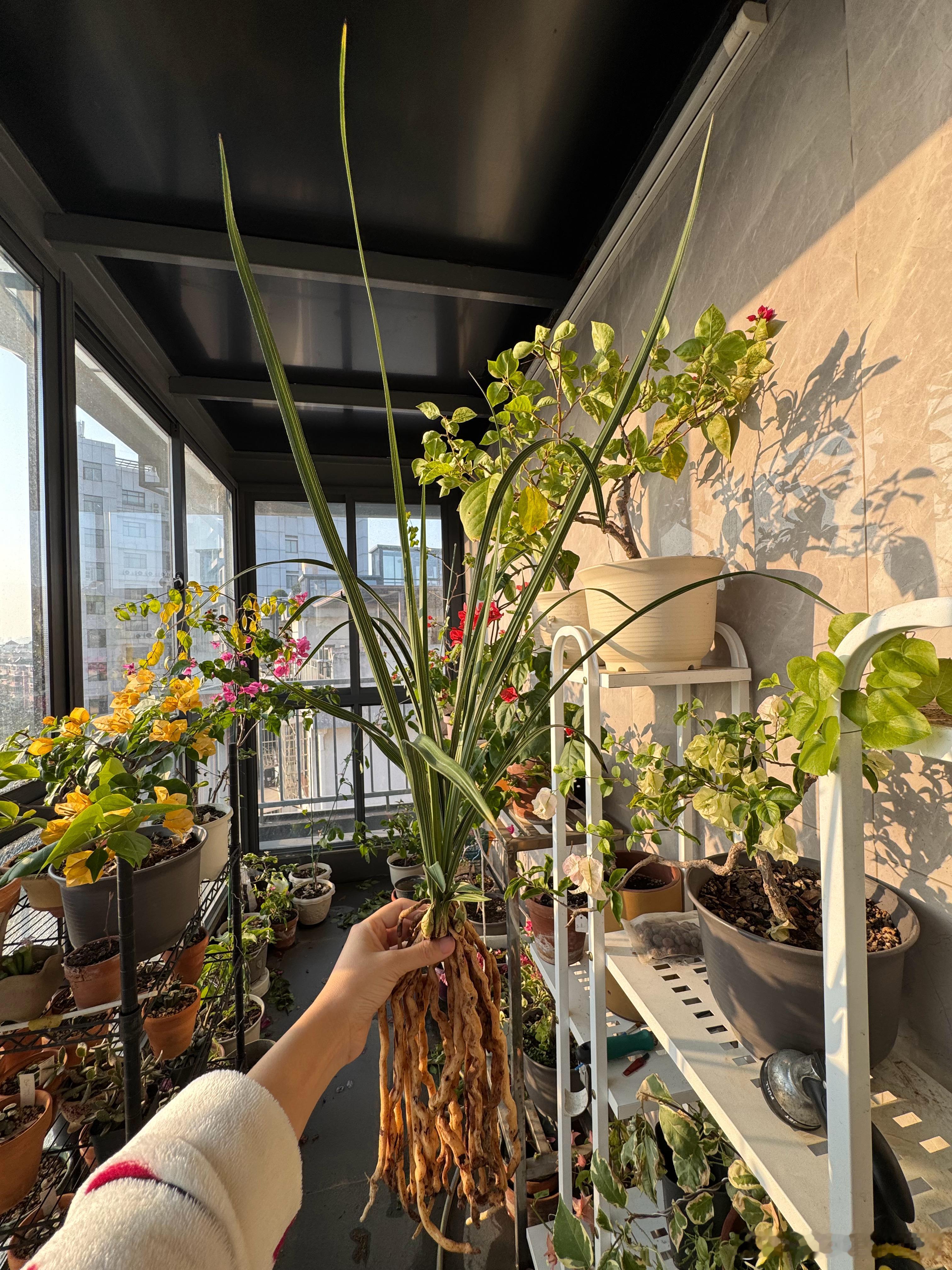 终于明白啥叫兰花发烧友了安奶奶这株兰花要800我说差不多一克黄金的价钱了安奶奶