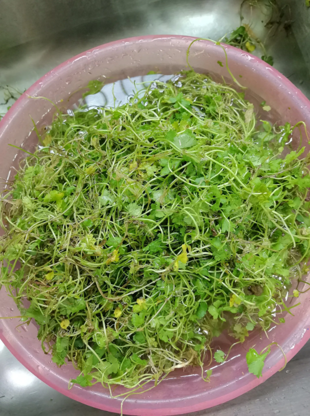 最难洗的菜没有之一，也是很多人没吃过的菜，大家猜得到是什么菜吗？
