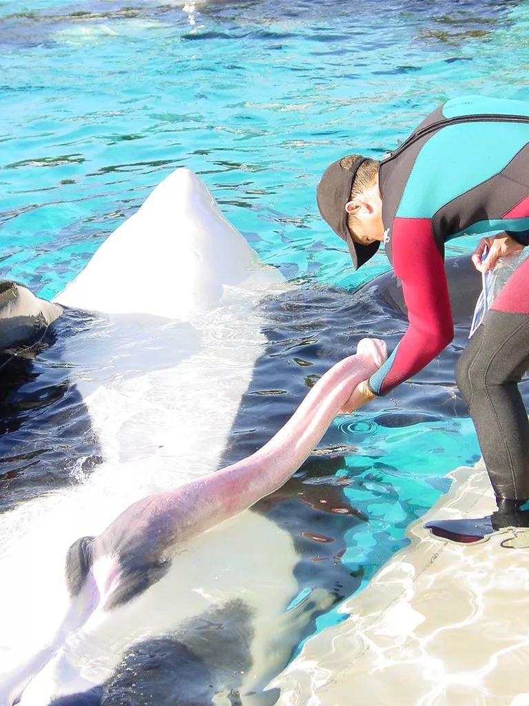 [海豚和人类嬉戏(图)。]它是海洋中最多情的动物。在孤独的海洋馆里，海豚有时