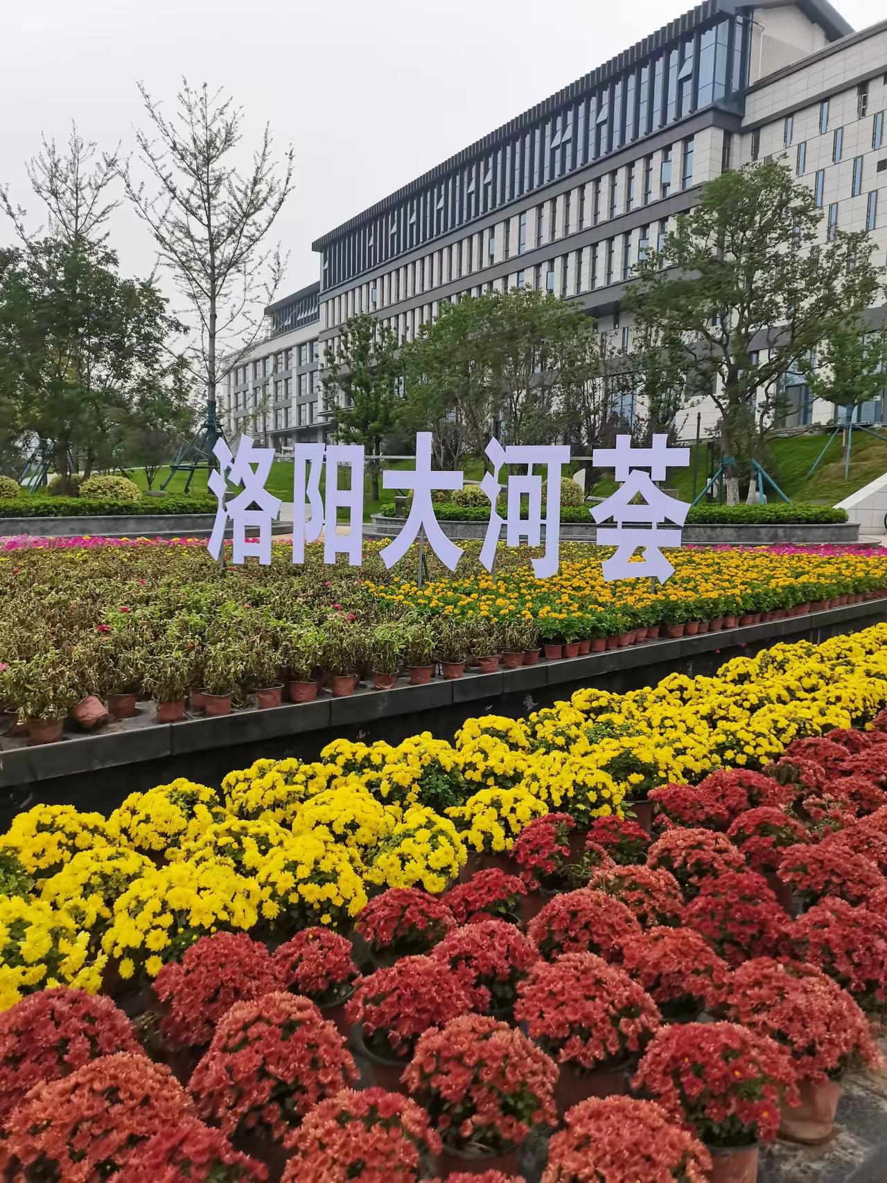 给洛阳大河荟献计献策大河荟的现状大家应该都有体会，三五年内根本没有翻身的可能，