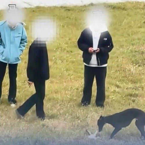 安徽蚌埠龙子湖区的街头,三只烈性犬在主人纵容下撕咬一只小猫的画面,通过路人手机迅