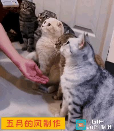 女子去救助站里领养一只猫咪六只猫咪排着队跟检阅似的一个个昂首挺胸那架