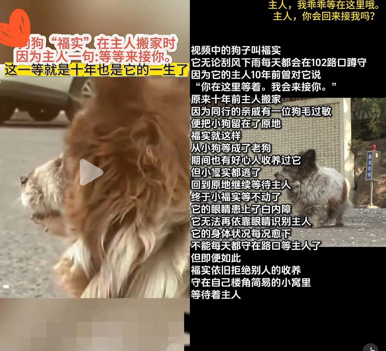 你能想象吗？一只狗狗竟为了主人的一句“你乖乖在这等我，我会来接你”，
