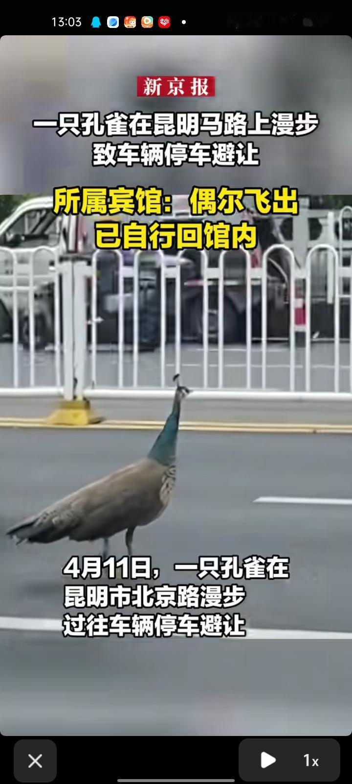 4月11日，云南昆明。一只孔雀漫步在主干道，致过往车辆停车避让。据了解，这只孔雀