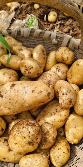 为什么土豆是具有成为主粮潜力的作物？其实原因很简单:土豆的产量非常大，在农业领