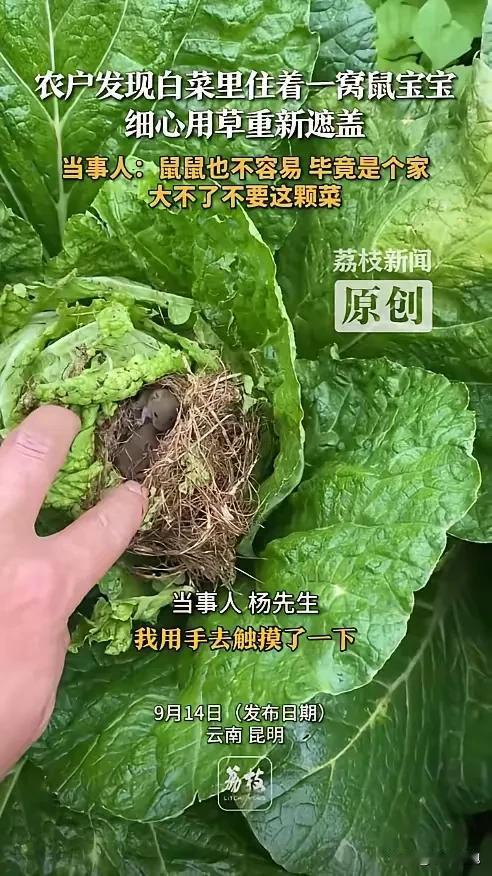 “没想到！”云南昆明，菜农杨先生打农药时，在一棵白菜里发现了一窝刚出生的小老鼠。