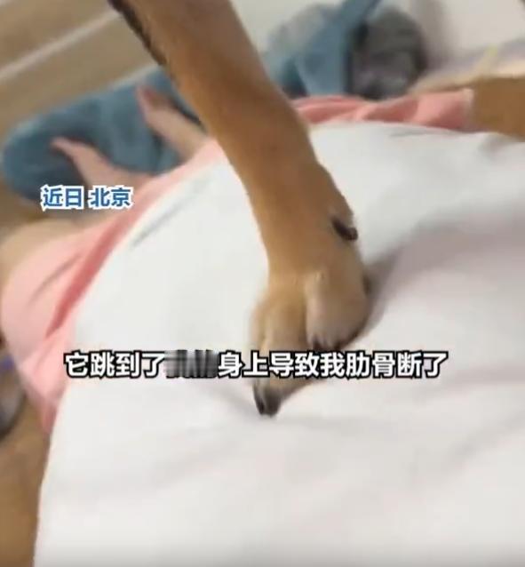 “汪汪队立大功！”7月22日报道，北京，一女子养了条德牧，它在玩耍时把女子肋骨踩