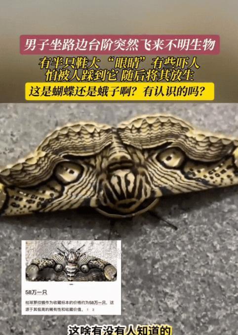 “彻底解释不清了！”福建，男子坐路边台阶休息，突然飞来一个虫子落在他身边，怕被人