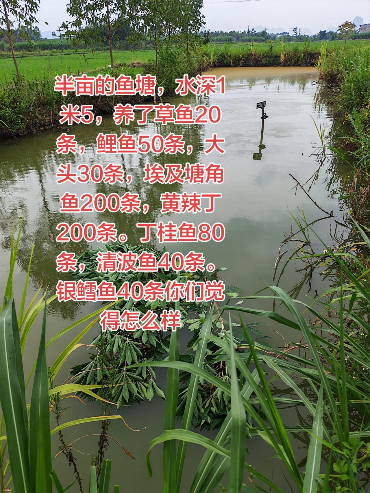 你们养鱼有没有那么厉害？养了这么多养鱼养鱼日记草鱼农村生活