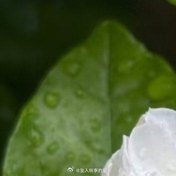 茉莉的种植：茉莉花喜光、喜温暖湿润环境，需排水良好的酸性土壤，以下是其养护要点。