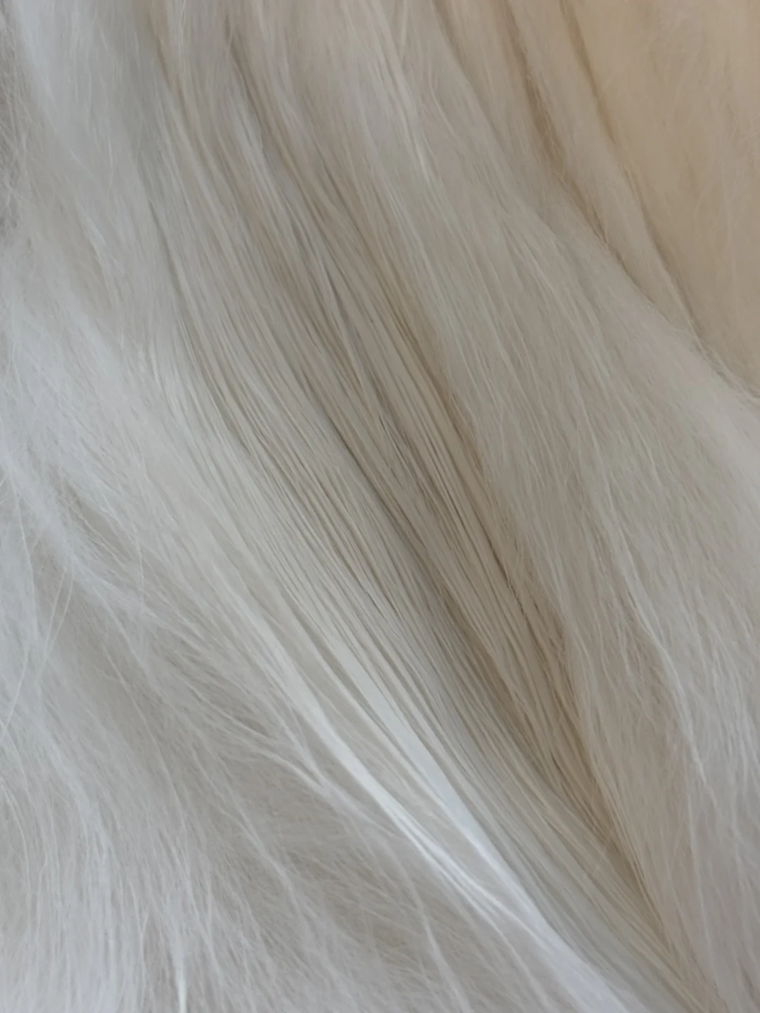 谁懂小猫咪刚舔顺的毛有多香啊！