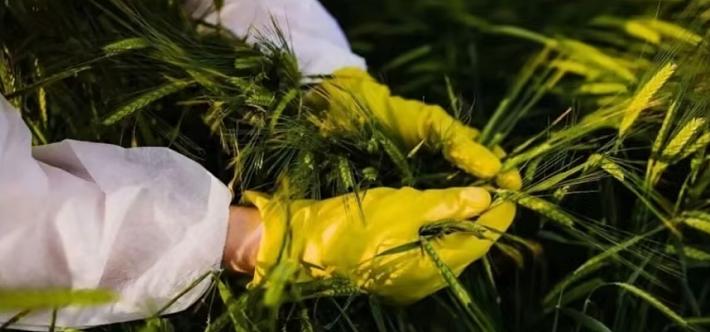 现在间谍的黑手都伸到农业领域了！亲本种子可是我国严禁外售的农业资源，是第一代用于