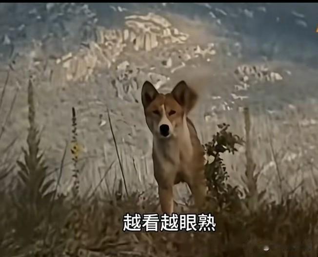 一位中国博主在澳大利亚旅游，在野外偶遇了一只澳大利亚野狗，黄色的毛，竖着的耳朵，