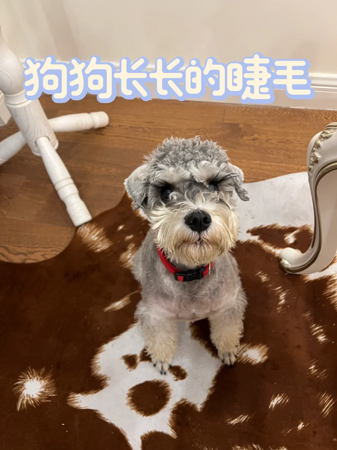 狗狗长得好漂亮