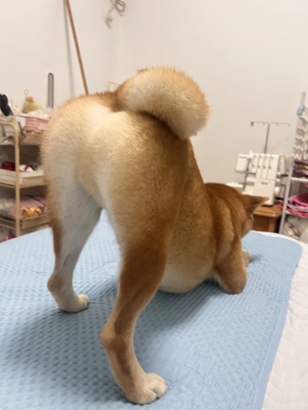 最喜欢玩的玩具就是会发声的球球