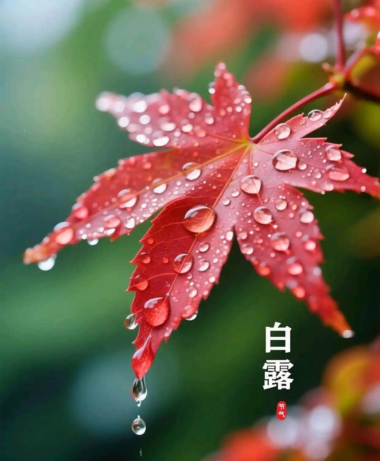 鹧鸪天白露玉露初凝草叶秋。天高雁影过西楼。残荷渐老香优在，新菊花开芳郁