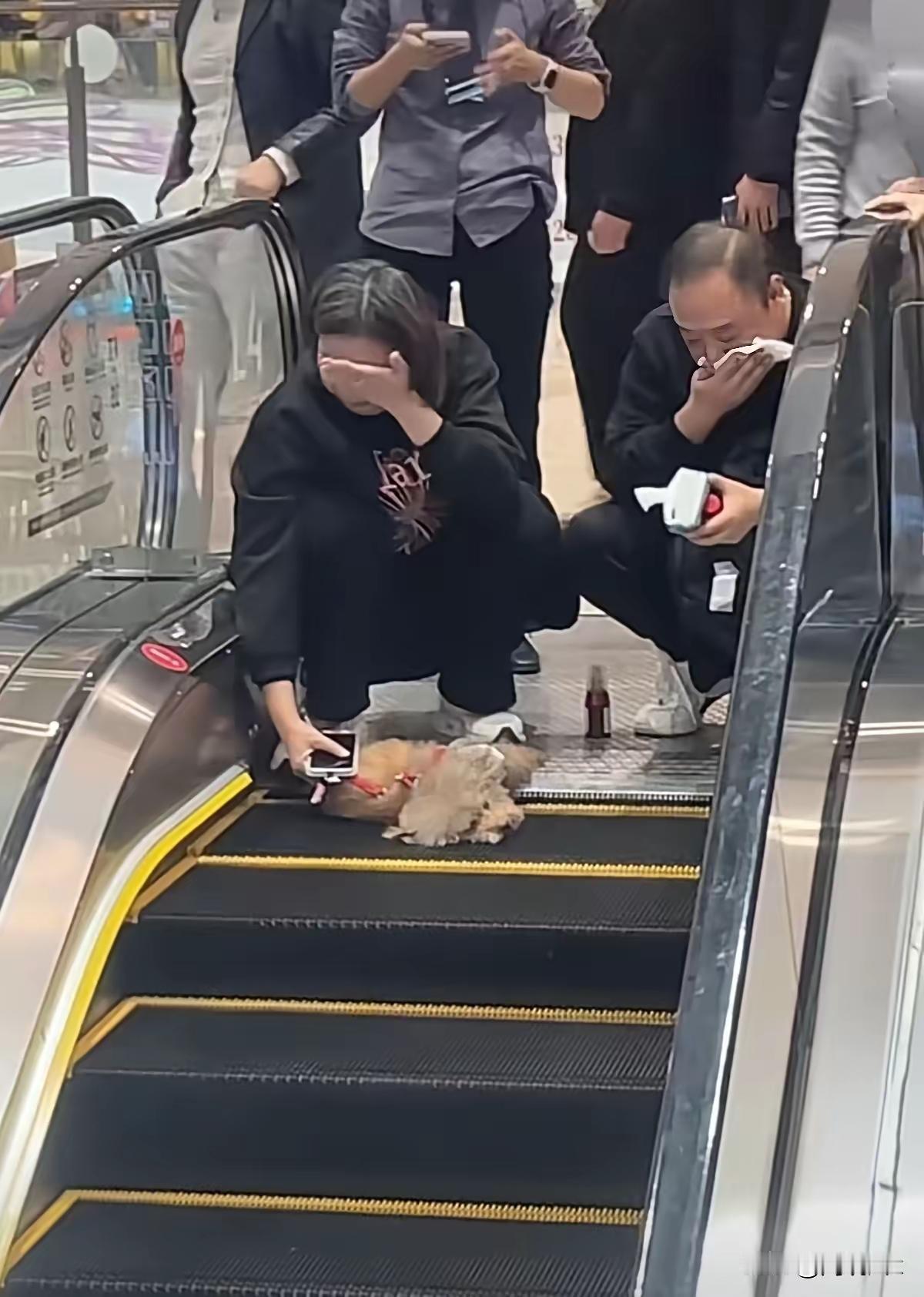 一对夫妻带狗进了商场，上自动扶梯时既没给狗拴绳，也没把小狗抱起来，就由着它