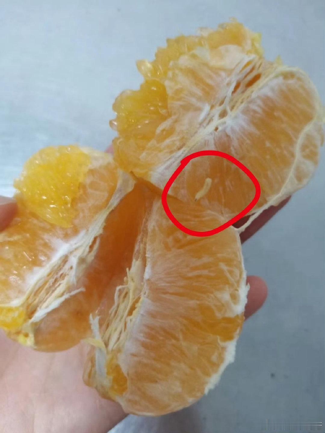 天呐！爱吃橘子的人“天塌了”？这事儿还真得注意！看到不少朋友因为橘子里有虫子