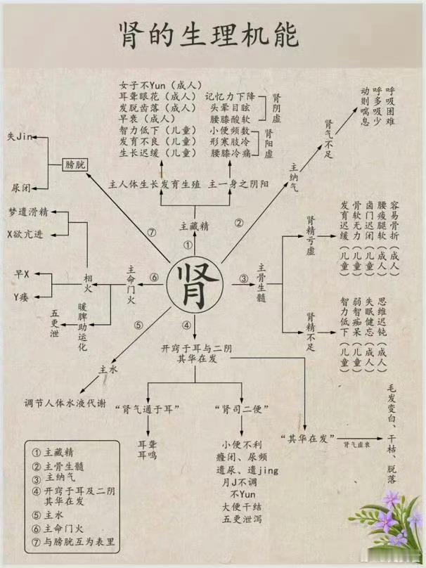 中医知识：五脏的生理机能图