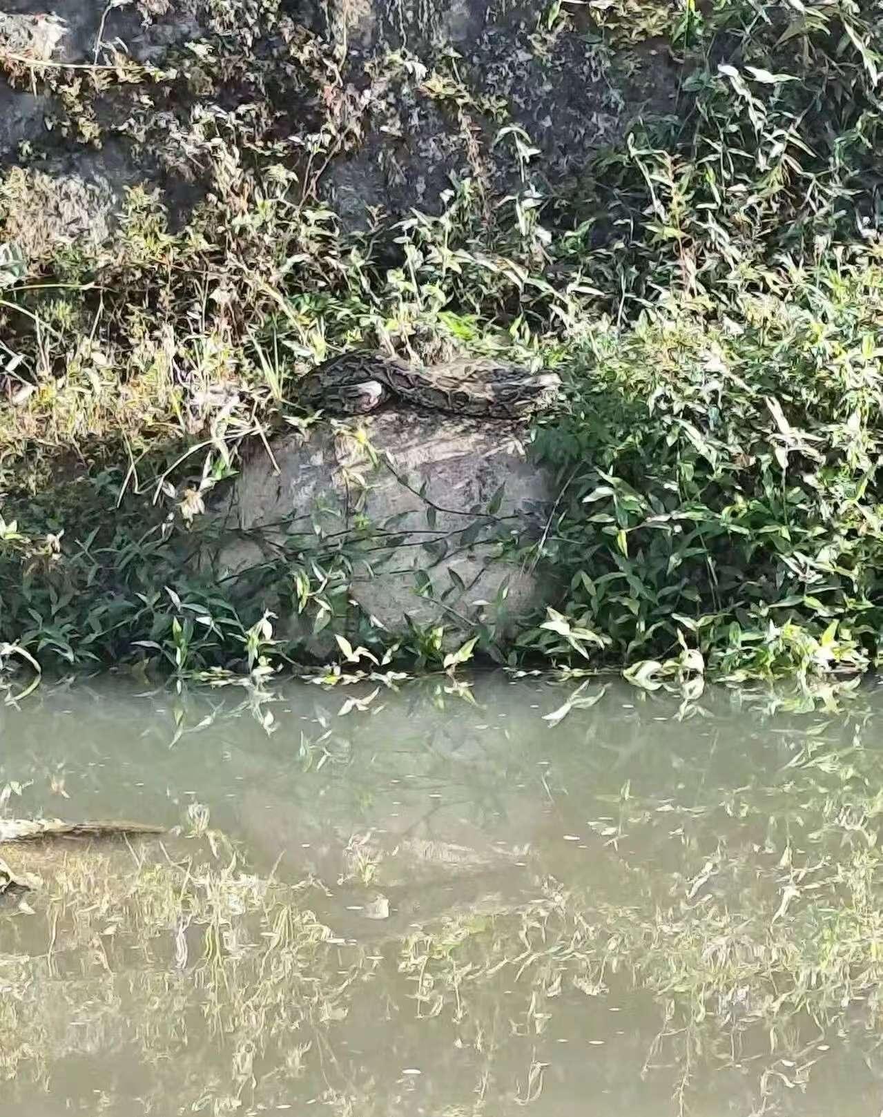 不看不知道，一看吓一跳！北方人民已经猫冬，它还在晒太阳[捂脸哭]