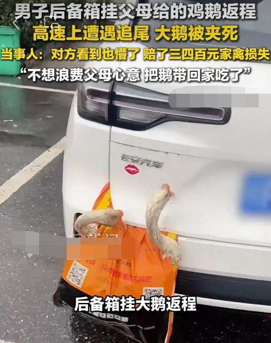湖北襄阳，胡先生把4只活着的鸡和鹅挂在自家车的后备箱外面，驾车回广州，可没想到距