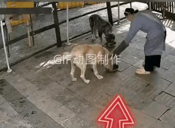 为啥呢？前一分钟还在好好吃食，后一分钟跳起来去咬主人。主人给两条狗都放了食，用