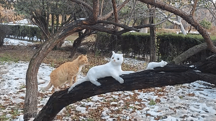 “高手在民间！”12月16日报道，河南，一大爷在公园遛弯，突发奇想，用雪按照猫和
