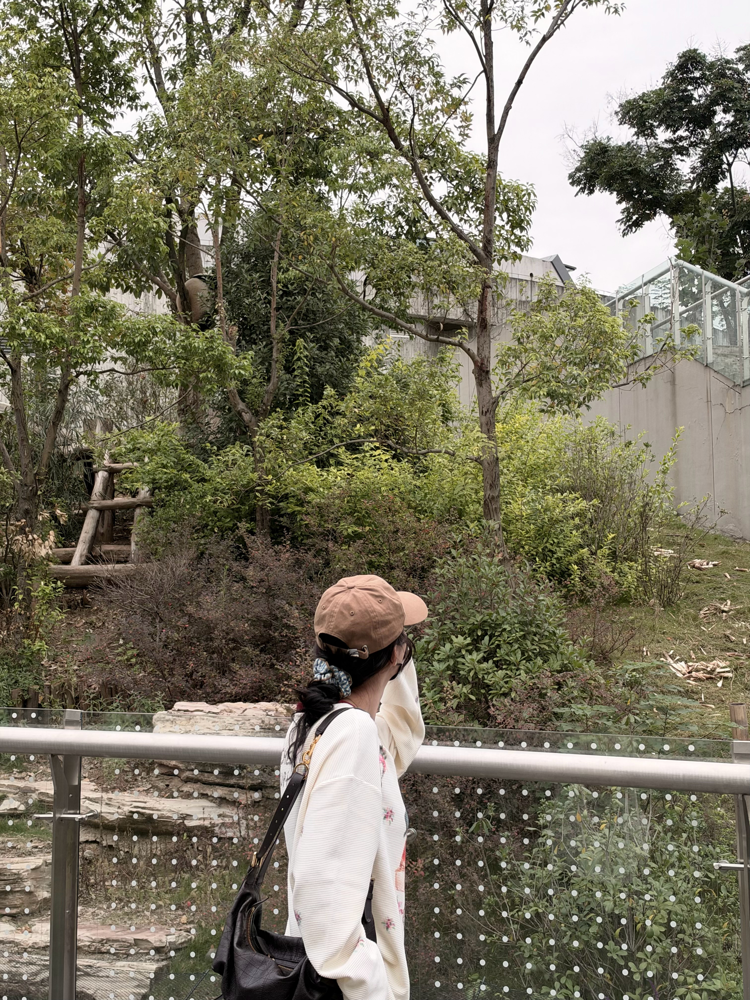 在线等图片里总共有多少只熊猫🐼#十一休time#​