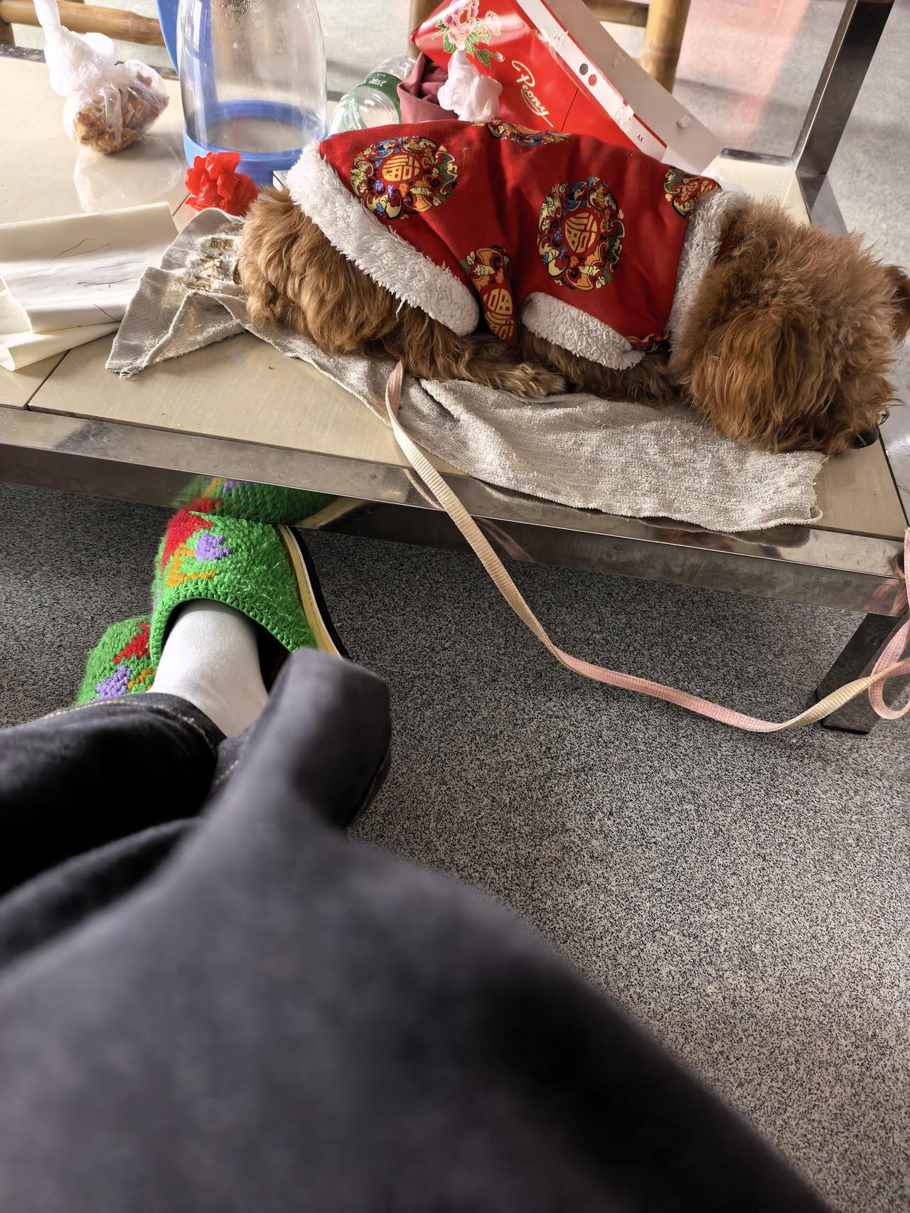 不亏是我养的小狗子，爱干净的性格跟我一模一样。简直让人咋舌！我家这个是泰迪小