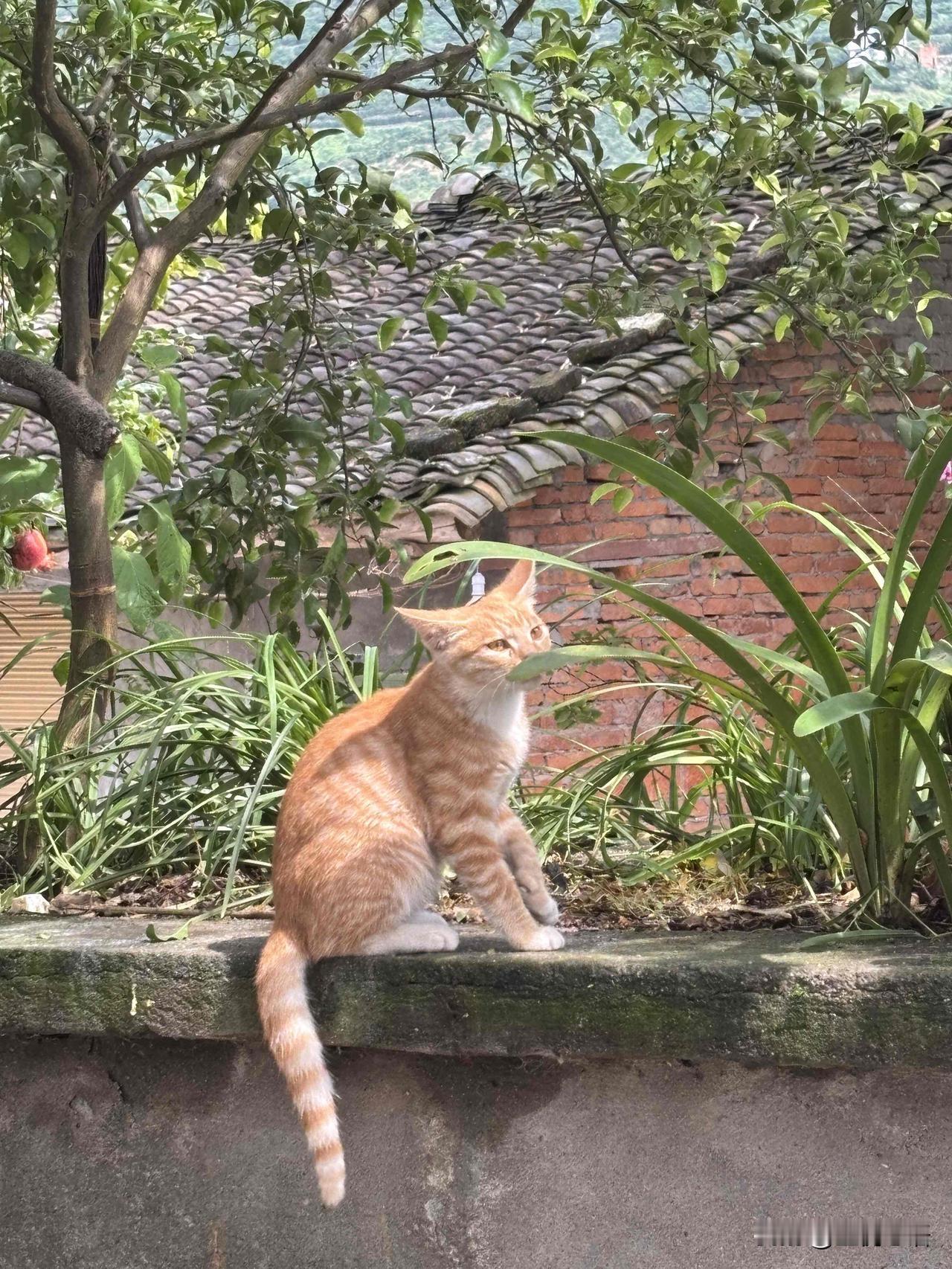 谁懂啊！小猫的温柔真的能治愈全世界之前总担心我家小臭咪天天往外跑会丢，喊回家