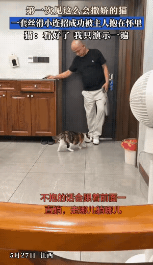 被这只三花猫彻底萌化了！谁懂啊，这撒娇技能简直点满了！别人家猫咪是等主人回