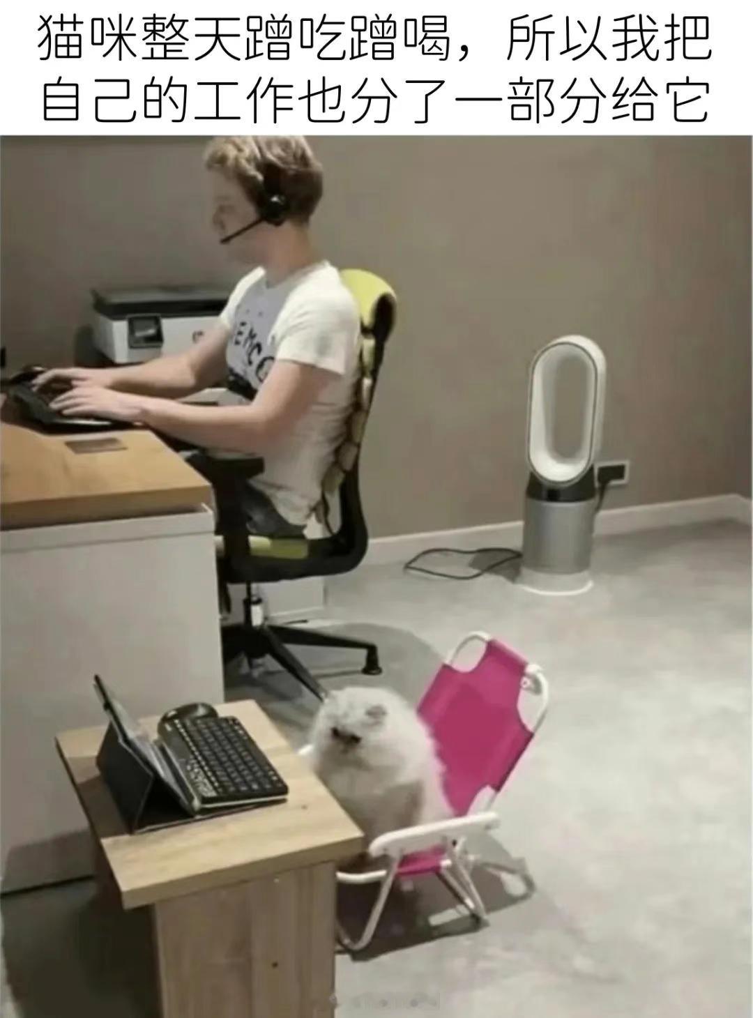 赞成猫咪养老/微博喜剧现场​​​