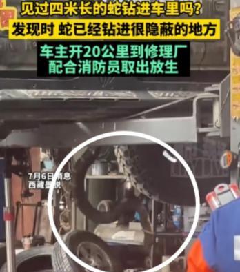 7月5日，林芝市墨脱县。近四米长的眼镜蛇被车前轮压过，谁能想到，蛇竟然直接沿着前