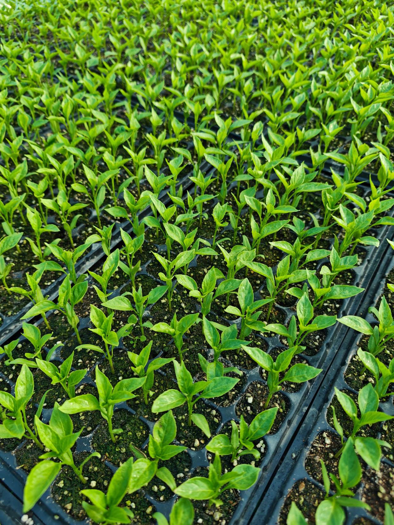 农业种植种植三农种菜种苗培育