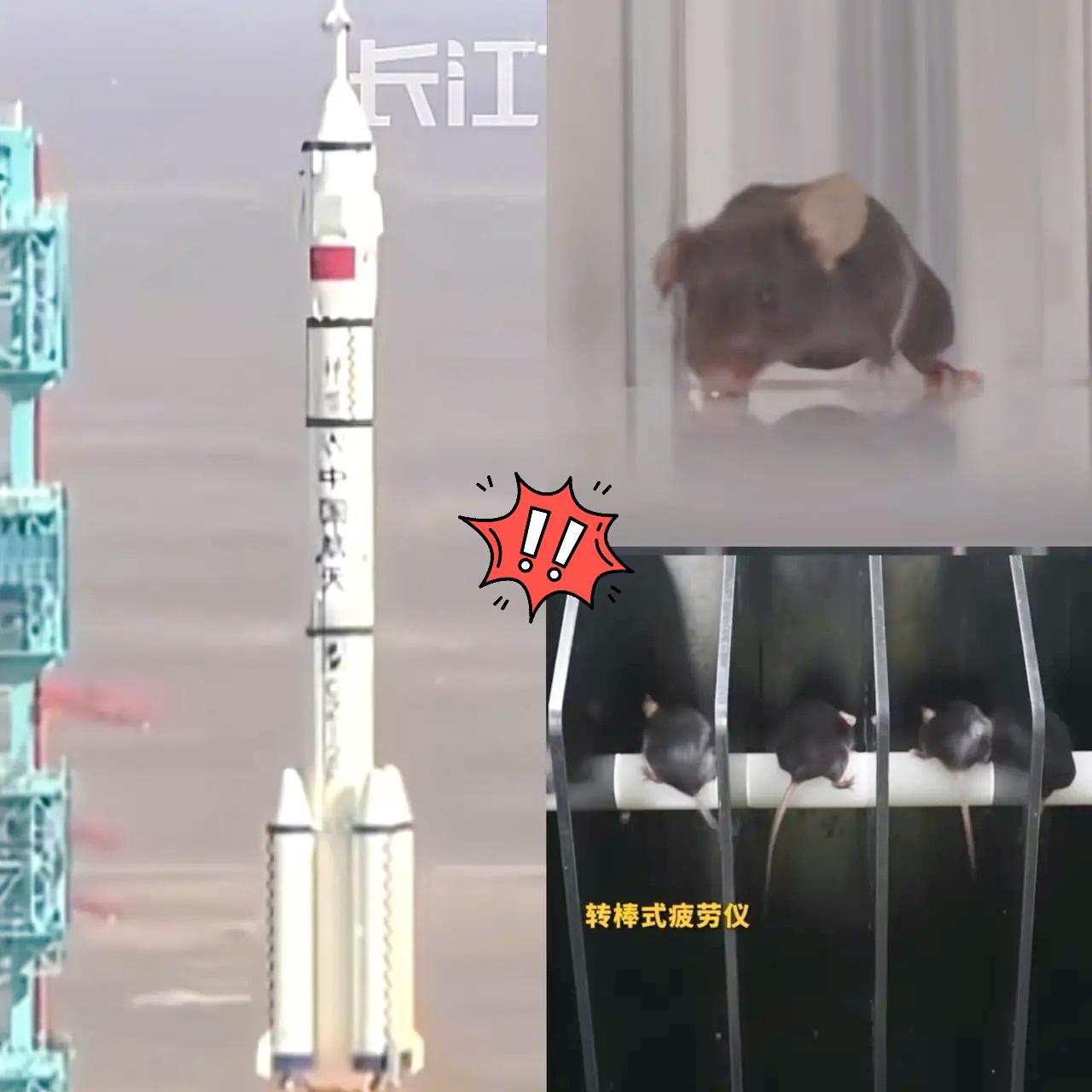 这下出名了，不仅中国，连全世界都知道了，除了三名航天员飞上太空，另外还有四只