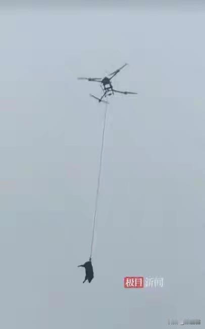 最近陕西宝鸡渭滨区的村民们议论起一件新鲜事，山里来了"高科技猎手"，用无人机对付