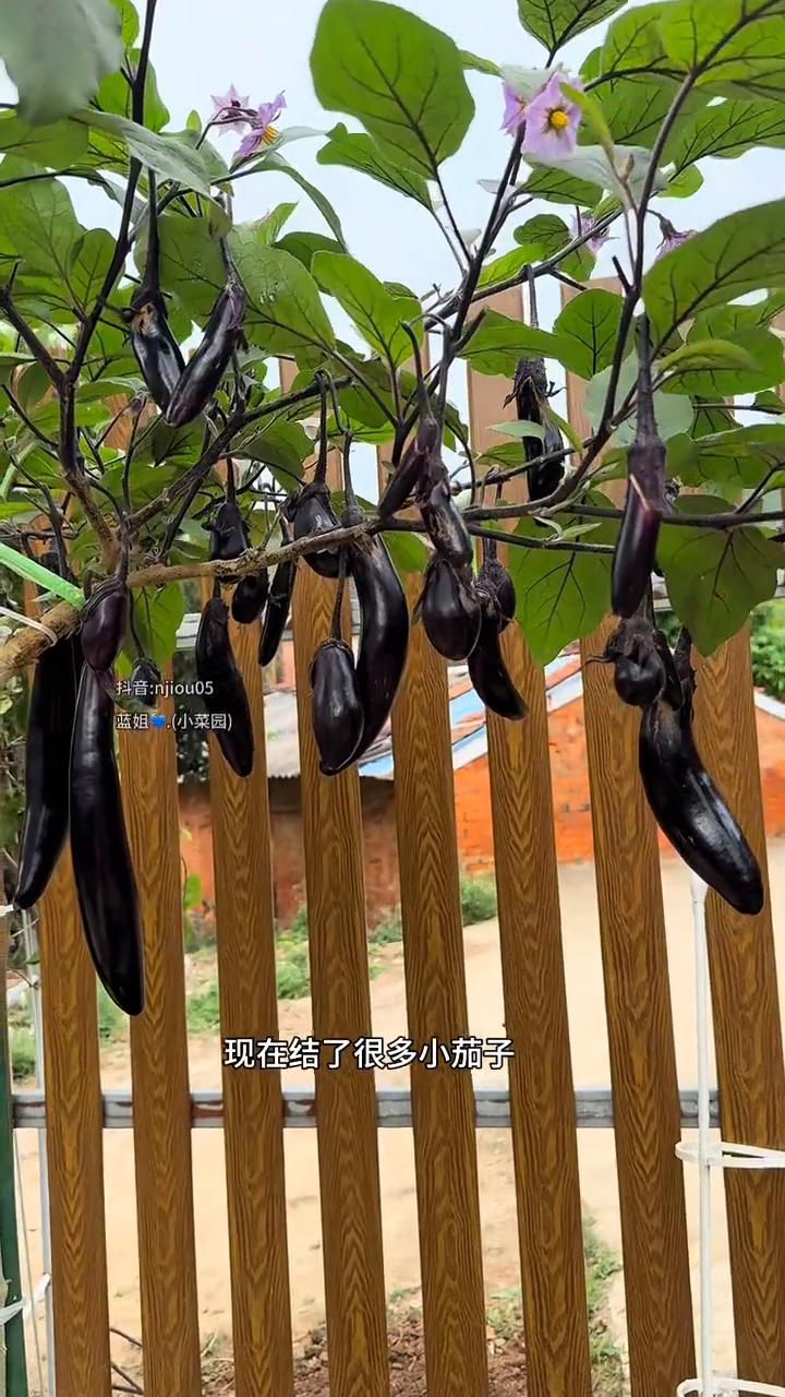 棒棒糖茄子树。这是我几个月前嫁接的棒棒糖茄子树，结了很多小茄子，是我在野外挖的