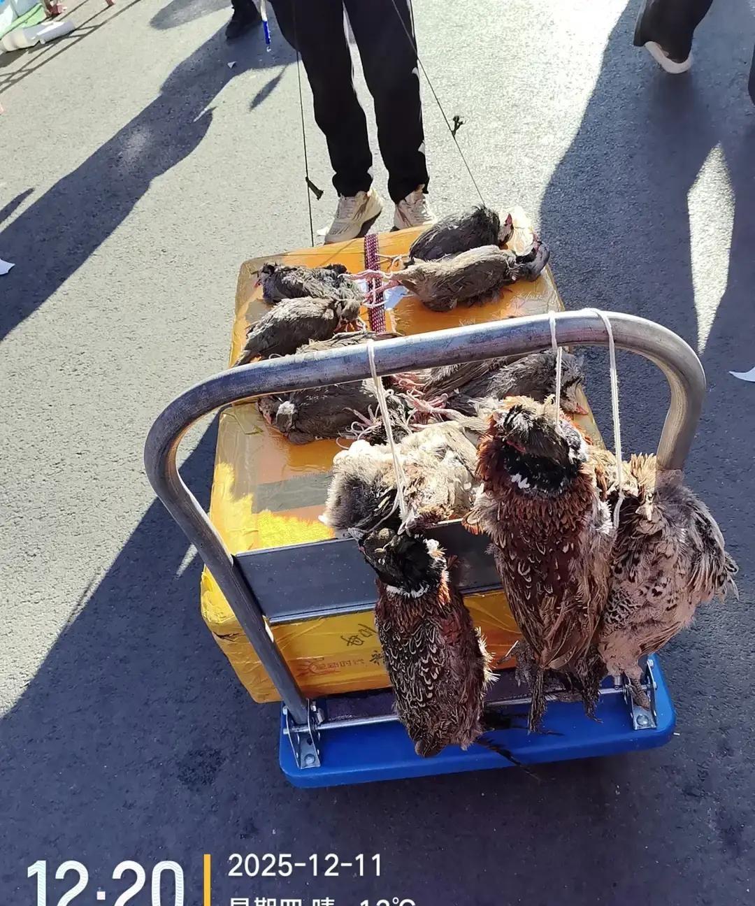 吉林早市零下二十度，我刷到一条本地帖：有人摆摊卖“山珍”，五十块一对，灰不溜秋的