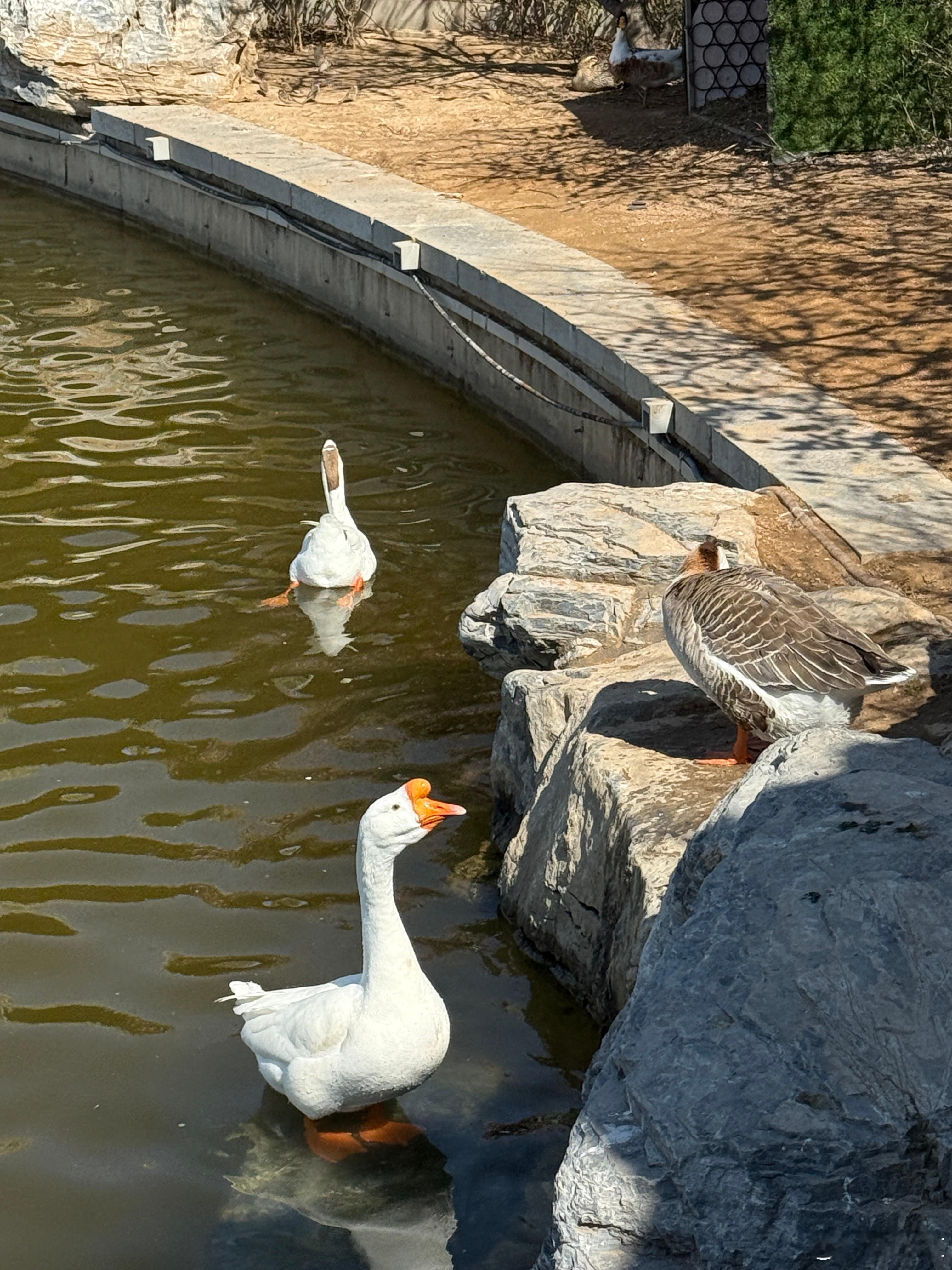 下来游泳吧！