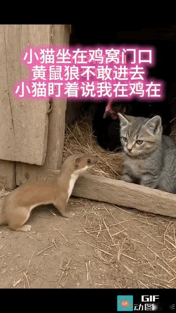 这次对峙真的有点意思。一只黄鼠狼想进鸡窝偷蛋，却被门口蹲着的小猫拦住。黄鼠狼