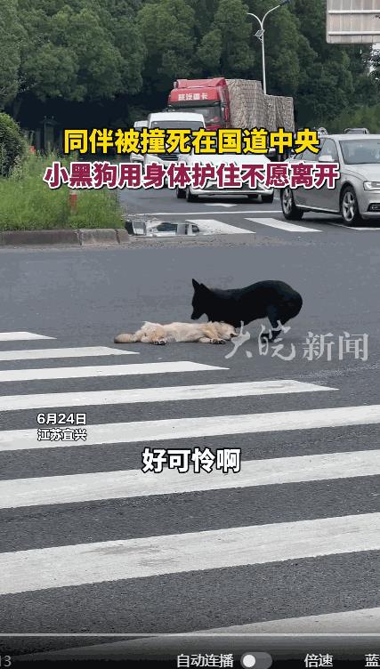 “万物都有灵！”6月24日，江苏宜兴，一条小白狗在人行横道上被撞死，同伴黑狗迟迟