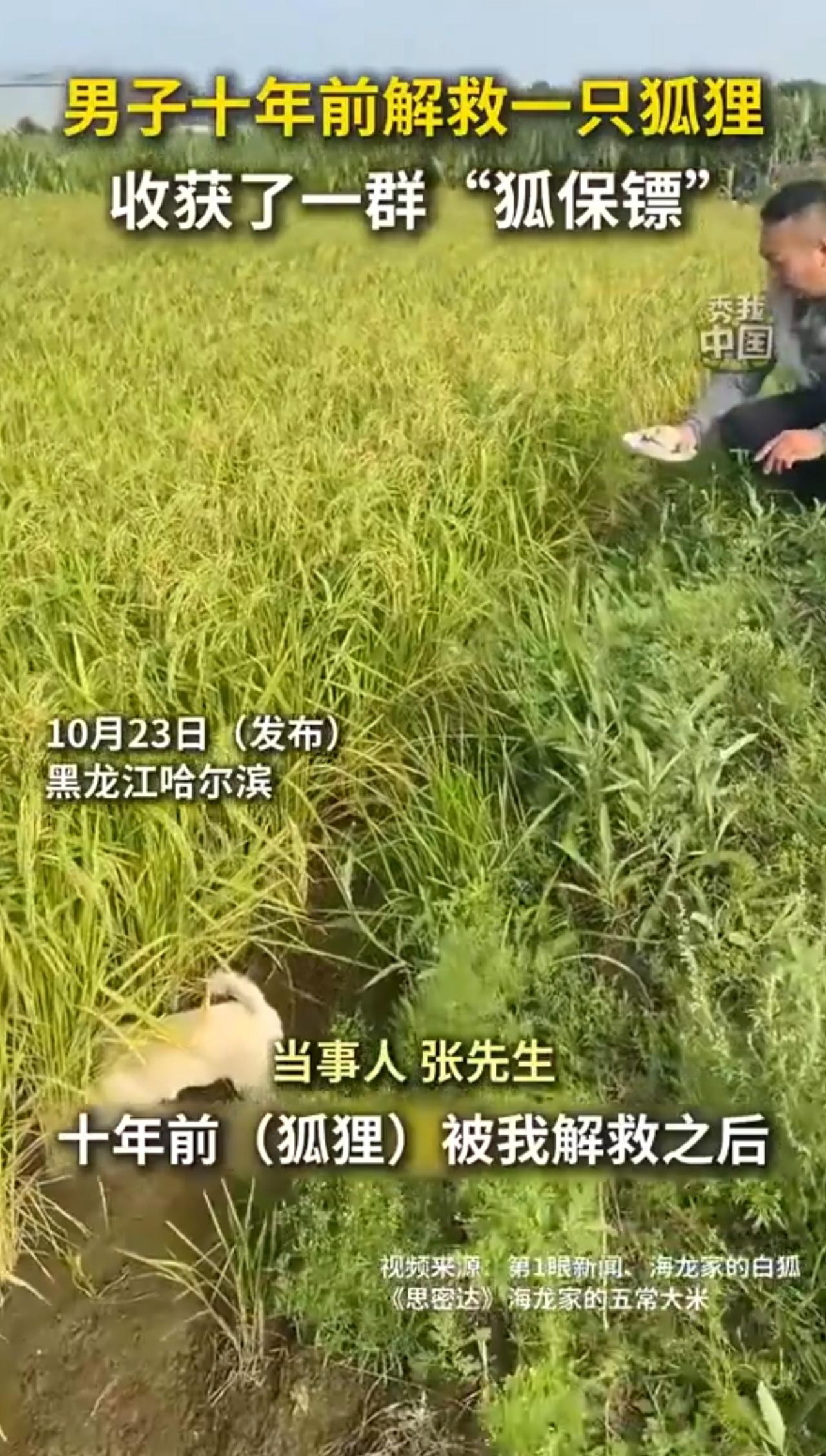 男子十年前解救一只狐狸,如今收获了一群“狐保镖”(秀我中国)