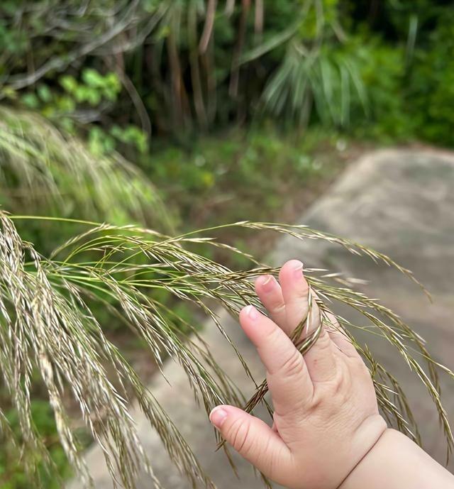 江苏为何进入低生育率阶段。第一，受独生子女影响。江苏除了这个解释之外，其实更深一