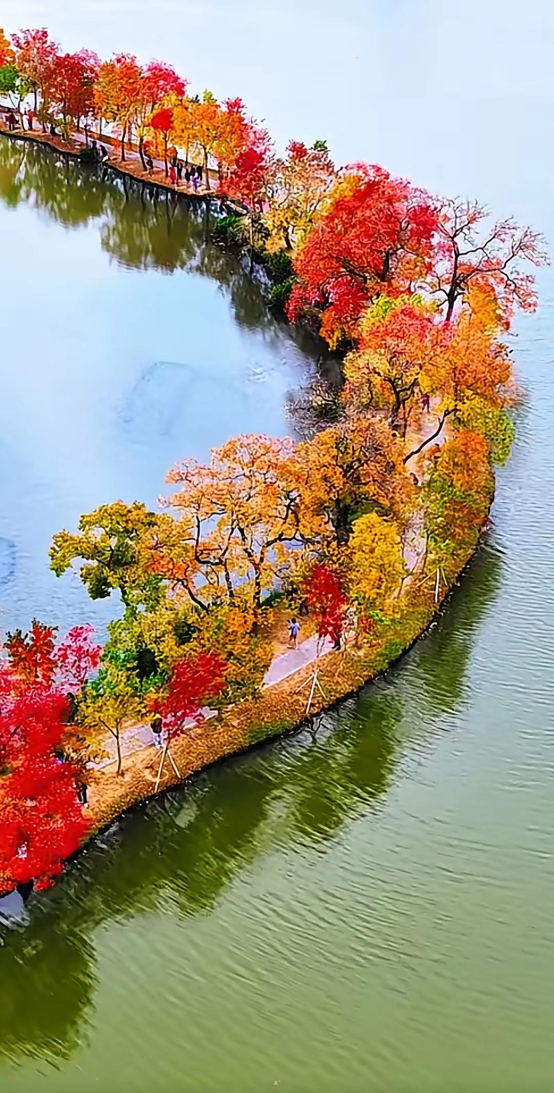 南京中山植物园月牙提传来消息满江乡，乌桕红经十度霜。