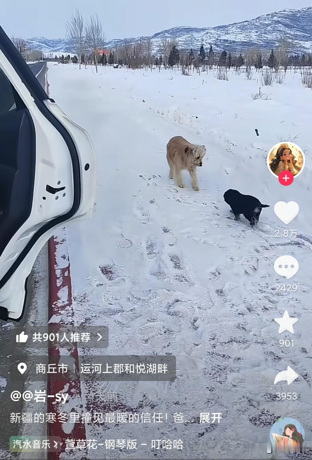 “太有灵性了！”狗会把自己养不活的崽，送给人类，鼻子一直顶着小狗，让它往人那边走