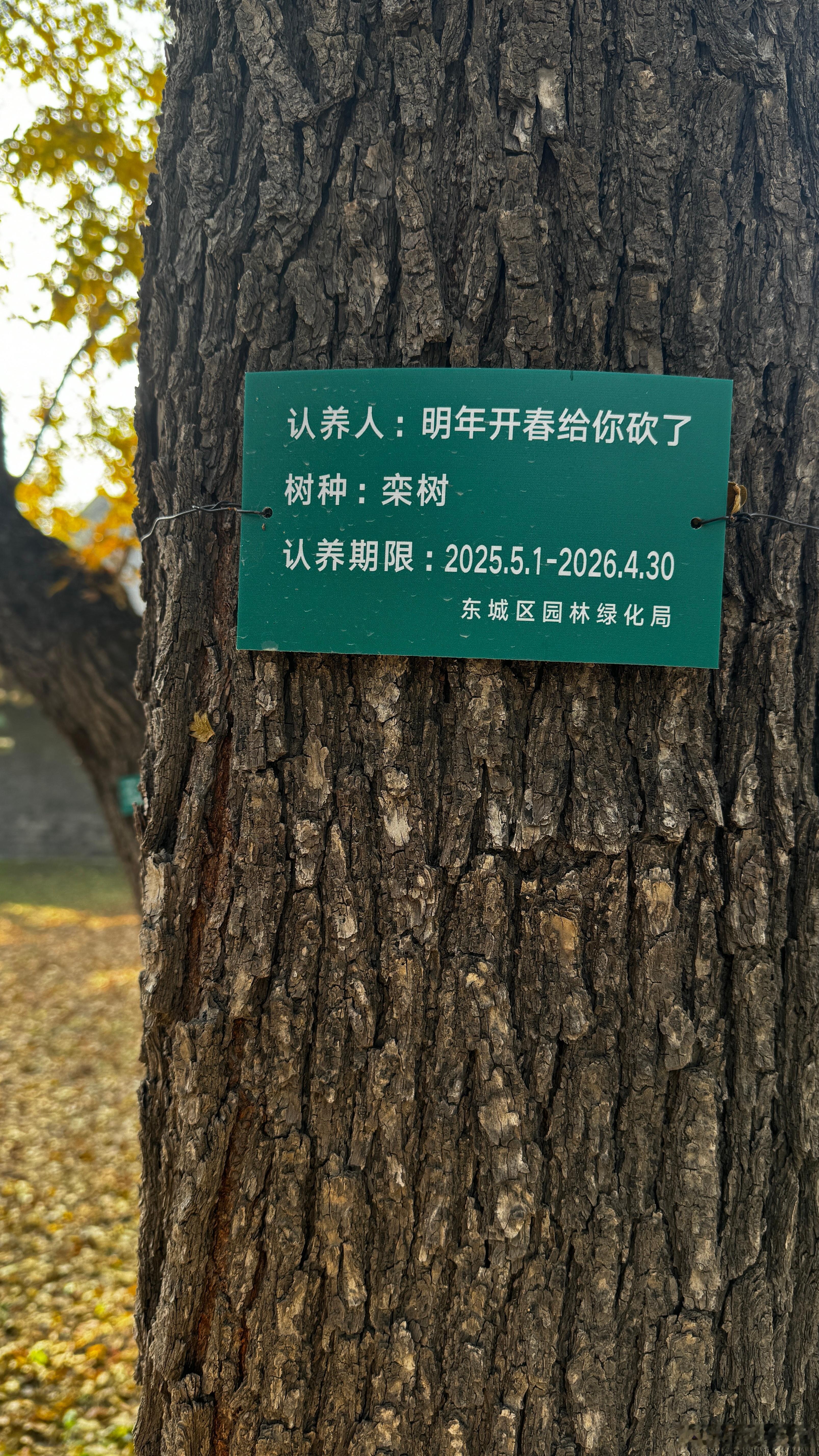 地坛领养的树🌲有意思的名字！
