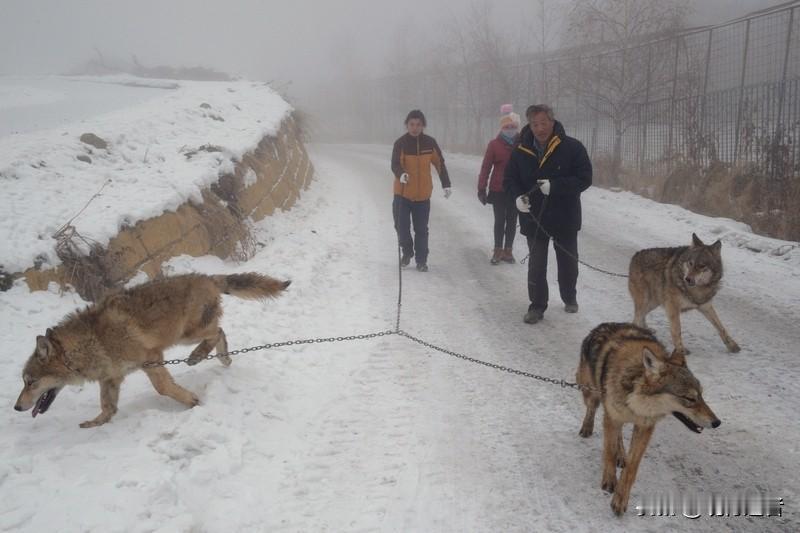 1月30日，一则拍摄于青海玉树可可西里的视频引发广泛关注。画面中，游客竟纵容孩童
